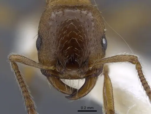 Strongylognathus dao specimen