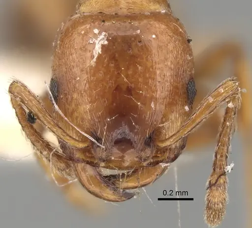 Strongylognathus destefanii specimen