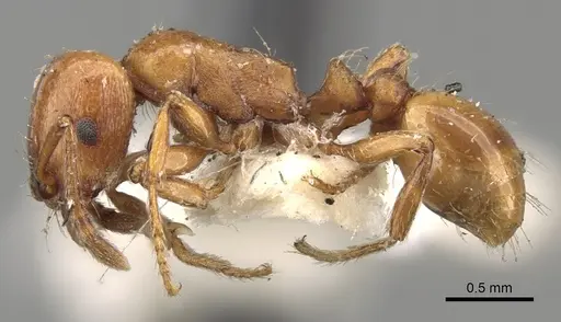 Strongylognathus destefanii specimen