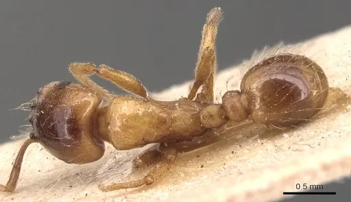 Strongylognathus destefanii - CASENT0904865