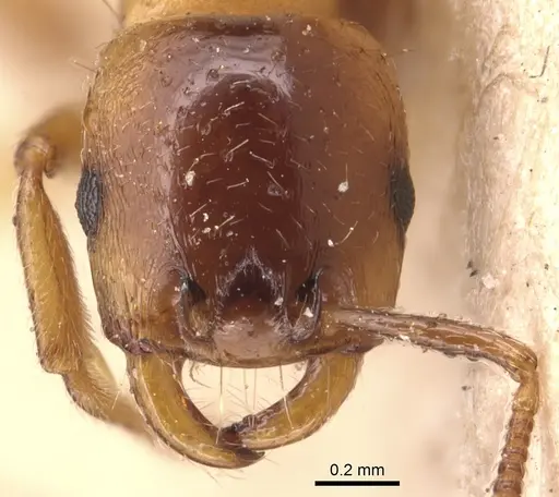 Strongylognathus destefanii - CASENT0904865