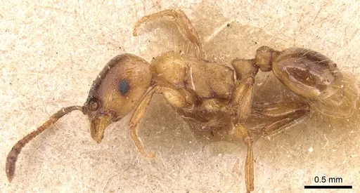 Strongylognathus destefanii - CASENT0904865