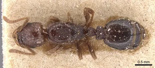 Strongylognathus destefanii - CASENT0904869