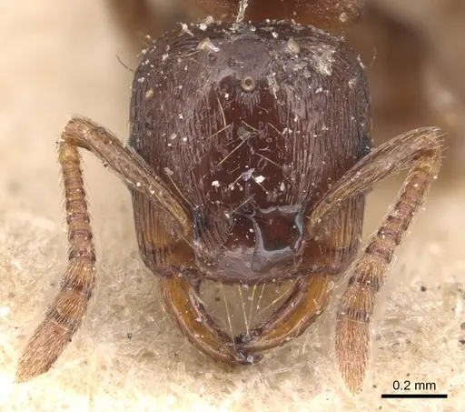 Strongylognathus destefanii - CASENT0904869