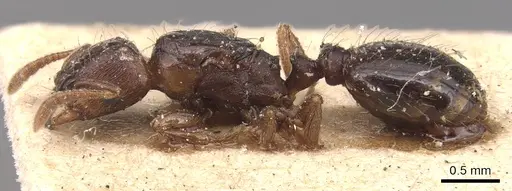 Strongylognathus destefanii - CASENT0904869