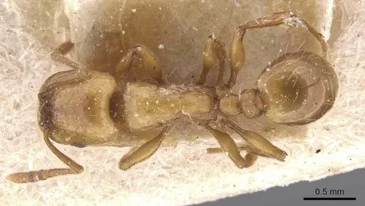 Strongylognathus destefanii - CASENT0913974