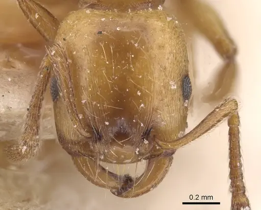 Strongylognathus destefanii - CASENT0913974