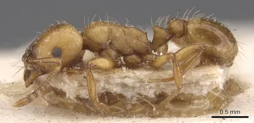 Strongylognathus destefanii - CASENT0913974