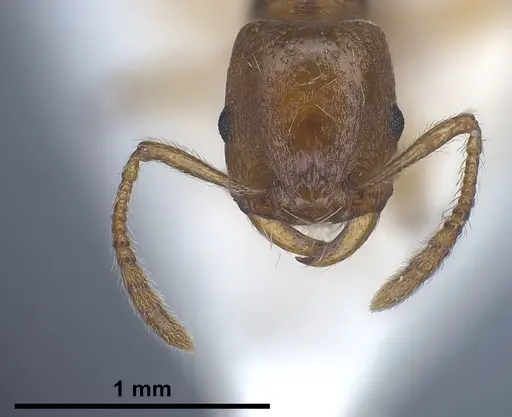 Strongylognathus huberi specimen