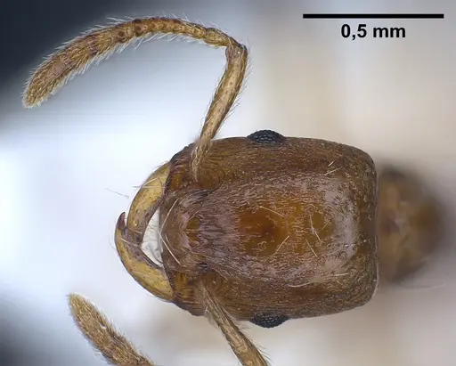 Strongylognathus huberi specimen