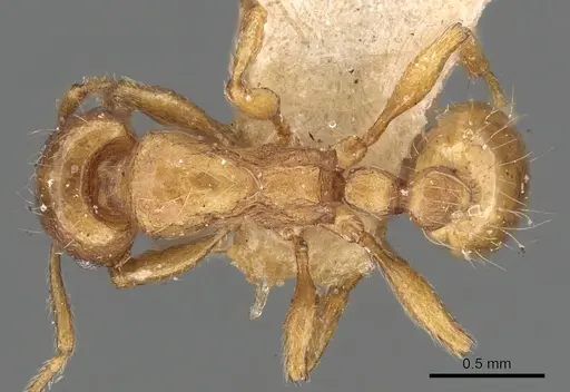 Strongylognathus huberi - CASENT0901022