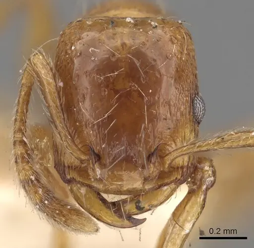 Strongylognathus huberi - CASENT0901022