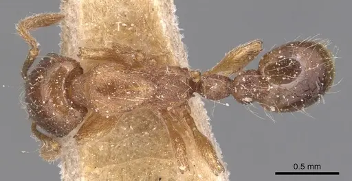 Strongylognathus huberi - CASENT0904864