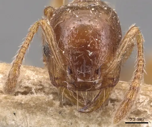 Strongylognathus huberi - CASENT0904864