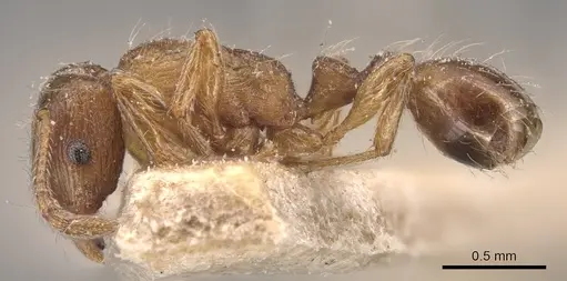 Strongylognathus huberi - CASENT0904864