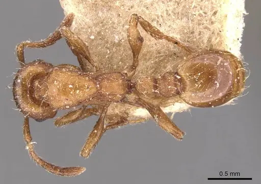 Strongylognathus huberi - CASENT0905776