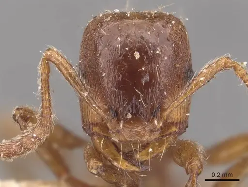 Strongylognathus huberi - CASENT0905776