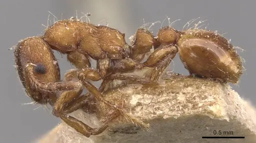 Strongylognathus huberi - CASENT0905776