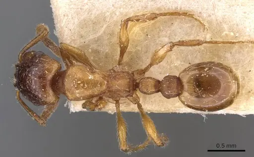 Strongylognathus huberi - CASENT0909177