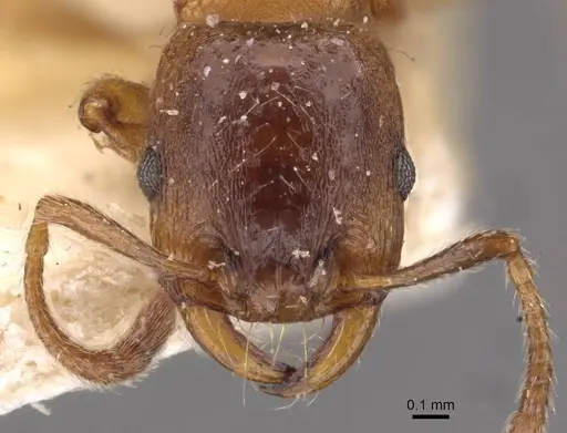 Strongylognathus huberi - CASENT0909177