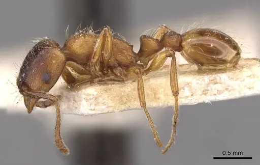 Strongylognathus huberi - CASENT0909177