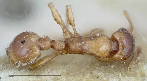 Strongylognathus huberi - FOCOL0199