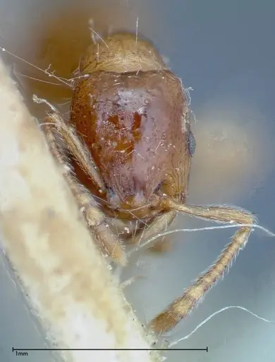 Strongylognathus huberi - FOCOL0199