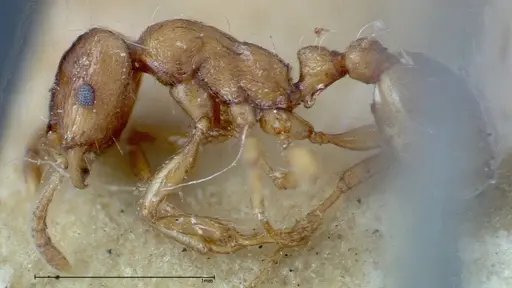 Strongylognathus huberi - FOCOL0199