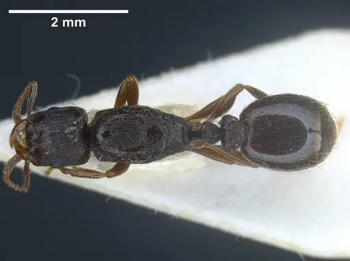 Strongylognathus italicus specimen