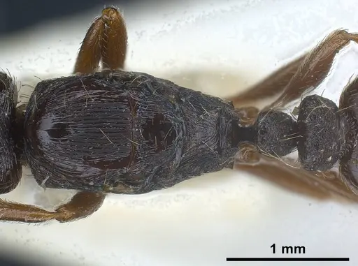 Strongylognathus italicus specimen