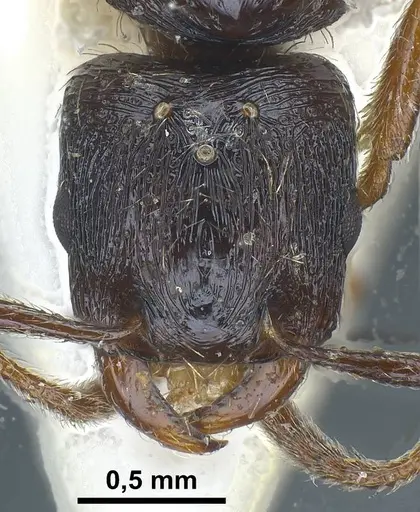 Strongylognathus italicus specimen