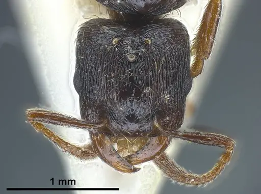Strongylognathus italicus - ANTWEB1038032
