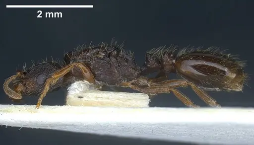 Strongylognathus italicus - ANTWEB1038032