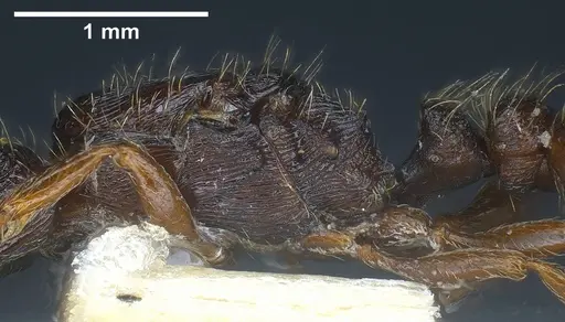 Strongylognathus italicus - ANTWEB1038032
