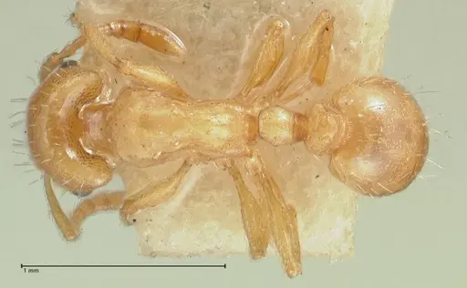 Strongylognathus karawajewi specimen
