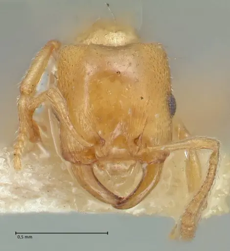 Strongylognathus karawajewi specimen