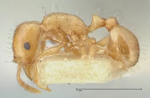 Strongylognathus karawajewi specimen