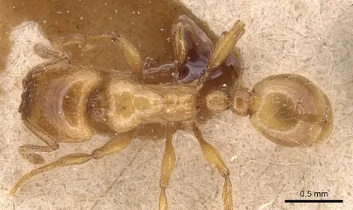 Strongylognathus kervillei specimen