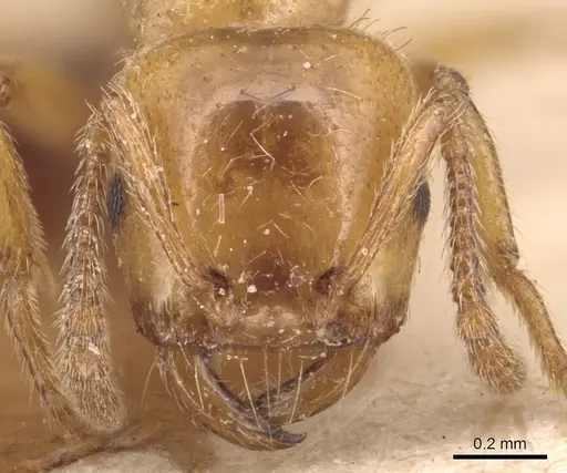 Strongylognathus kervillei specimen