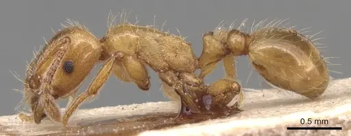 Strongylognathus kervillei specimen