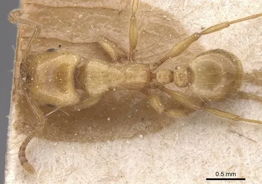 Strongylognathus kervillei - CASENT0913976