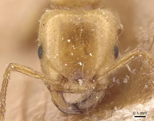 Strongylognathus kervillei - CASENT0913976