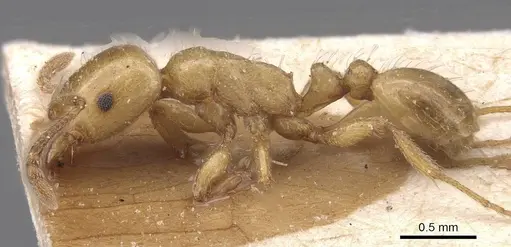 Strongylognathus kervillei - CASENT0913976