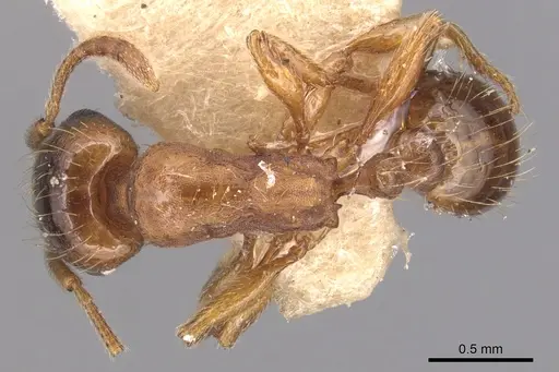 Strongylognathus koreanus specimen
