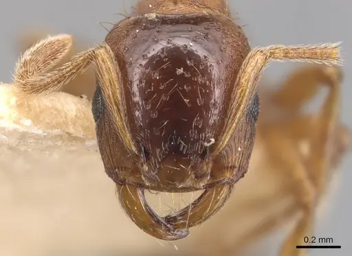 Strongylognathus koreanus specimen