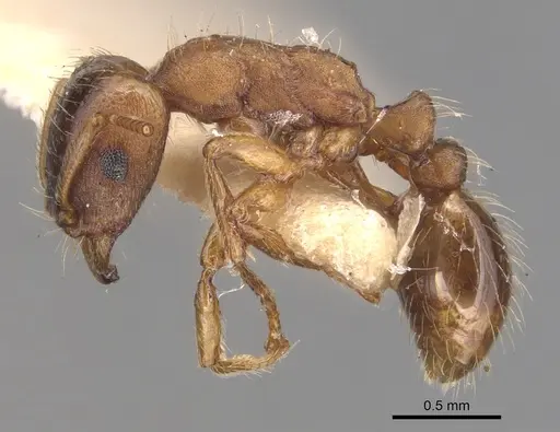 Strongylognathus koreanus specimen