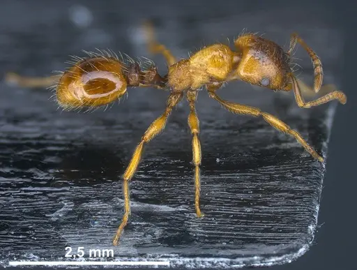 Strongylognathus kratochvili specimen