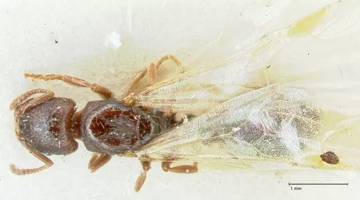 Strongylognathus kratochvili - FOCOL2113-1