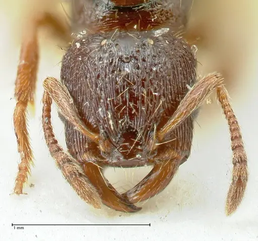 Strongylognathus kratochvili - FOCOL2113-1