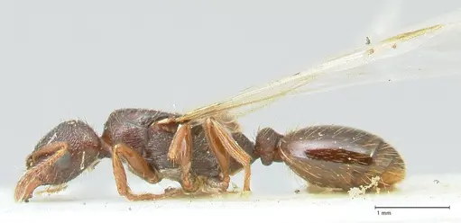 Strongylognathus kratochvili - FOCOL2113-1
